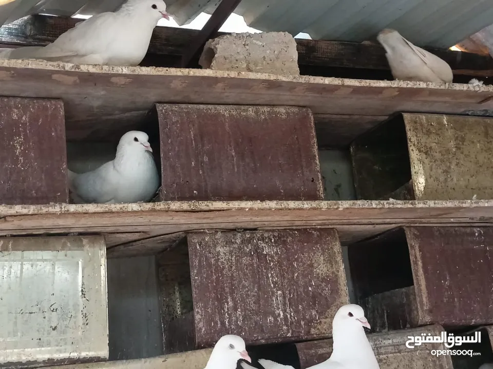 حمام فرنسي للبيع الفرنسي و اللاهور  بايع كوم كامل للاستفسار عنهم