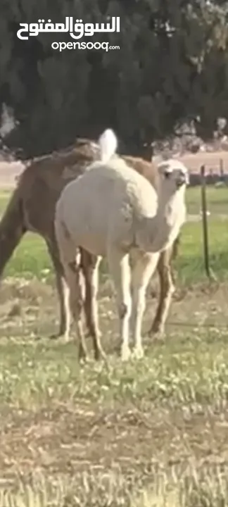 بكره للبيع العمر سنه ونص وظحى