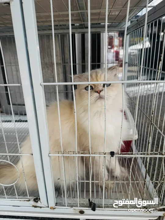 قطة مكس بين هملايا وسكوتش