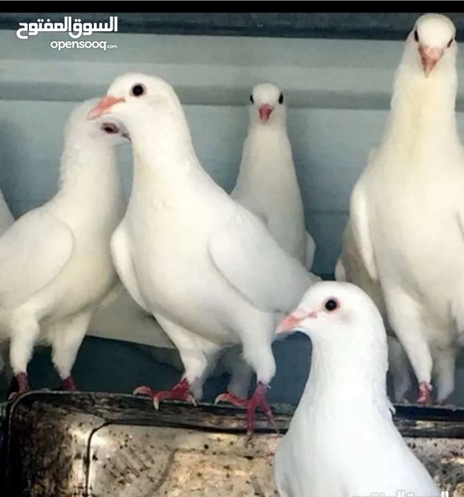 حمام فرنسي