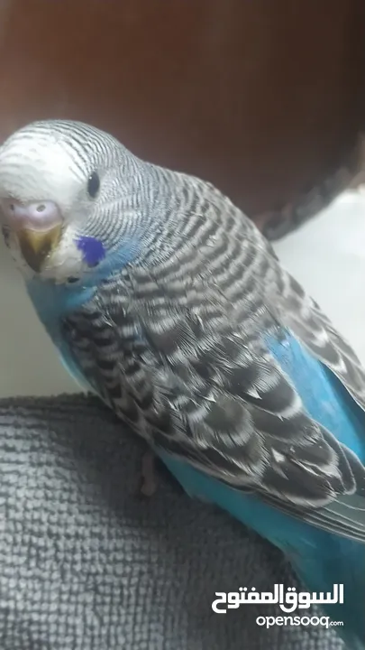 Budgies breeding pairs and  chicks