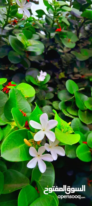 ورد الياسمين