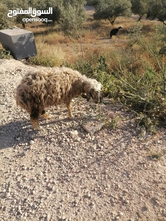 قرقير عدد إثنين للبيع