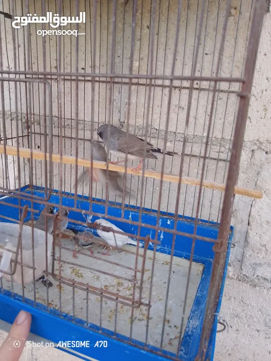موجود عاصفير جنه شغال للبيع
