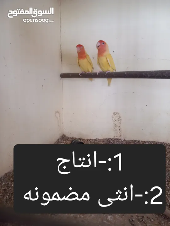 عصافير بركديلو