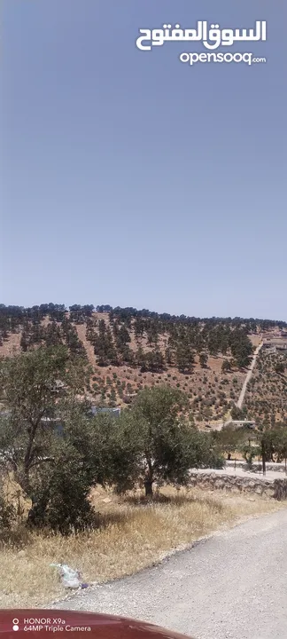 3600متر مزروعات باشجار الزيتون كامل القطعة مطلة وكاشفة