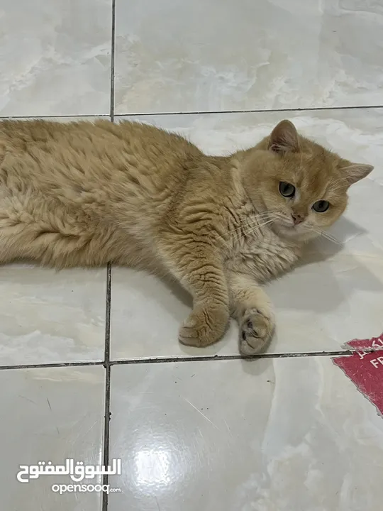 قطتان جميلتان تبحثان عن بيت دافئ  Two lovely cats looking for a loving home