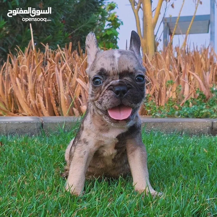 Exotic French Bulldog