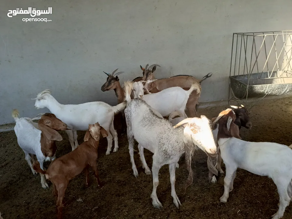 ماعز خليط موجود كمية
