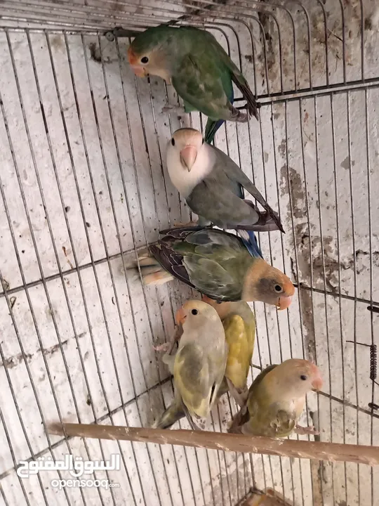 بعد الصلاه ع النبي يوجد مجموعة طيور روز البينو وألوان  طفرات بتجنن طيور حلوه اقرأ التفاصيل في الوصف