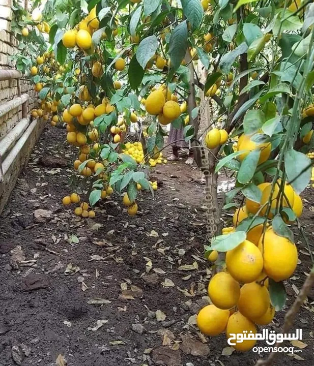 اشجار مثمره