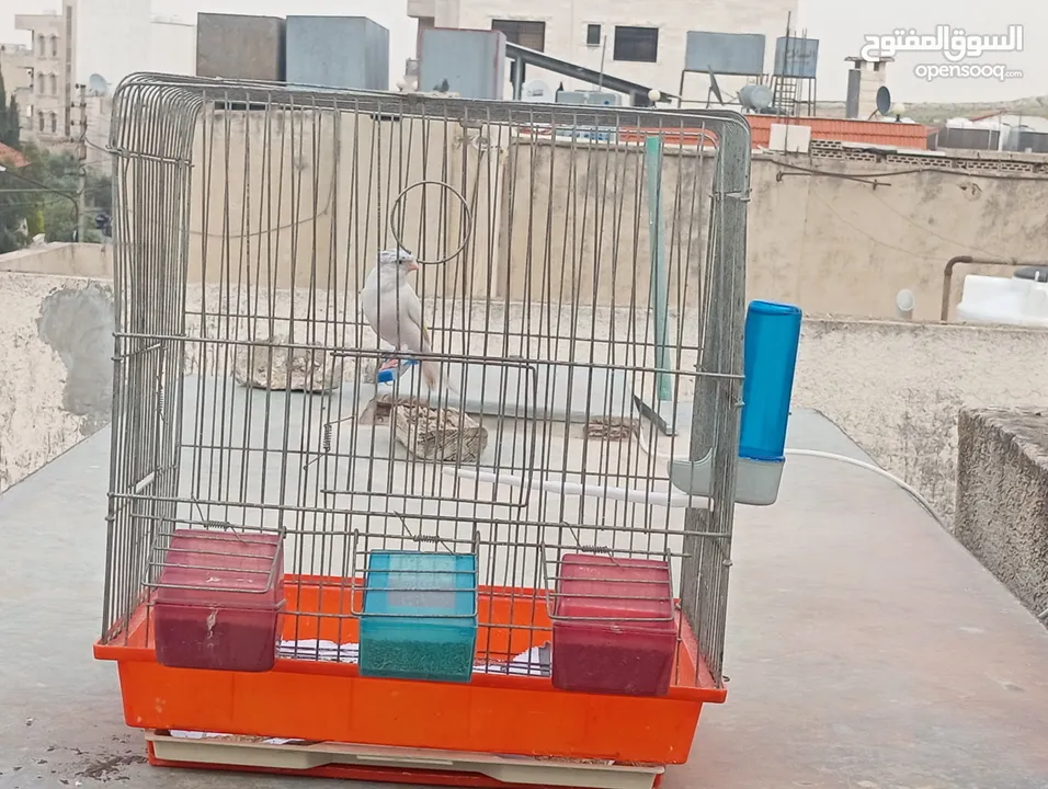 جوز كرزي وطيرة بيضا اقرأ الوصف