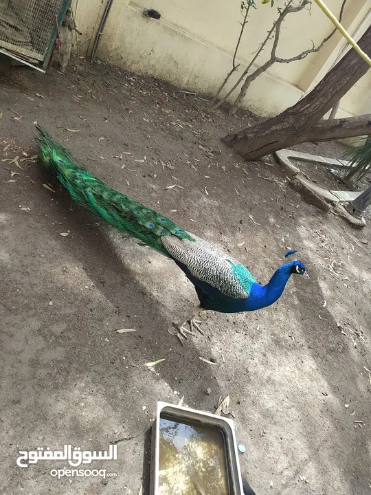 طاووس هندي للبيع