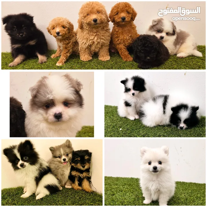 Mini toy poodle, Pomeranian, yorki،Jack Russell Terrier