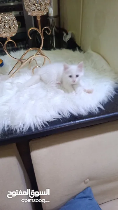 قطه ميكس صغيره بيضاء  Kitten ..............................................