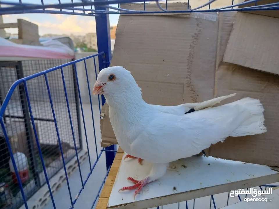 حمام بلدي وانواع اخره   بحاله ممتازة شغالات 14جوز وهاي بعض الصور