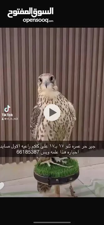 طير حر لبيع