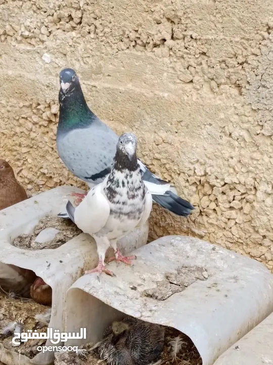 كوم حمام حوالي من 35 إلى 40 طير  للبيع