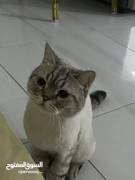 قطتان جميلتان تبحثان عن بيت دافئ  Two lovely cats looking for a loving home