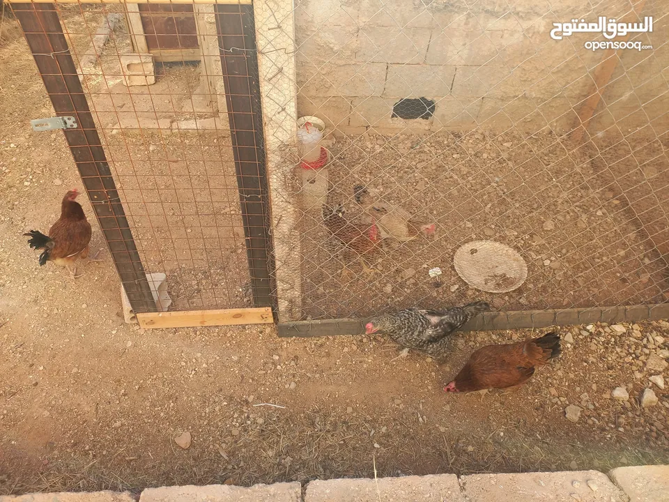 دجاج للبيع البزره القديمه