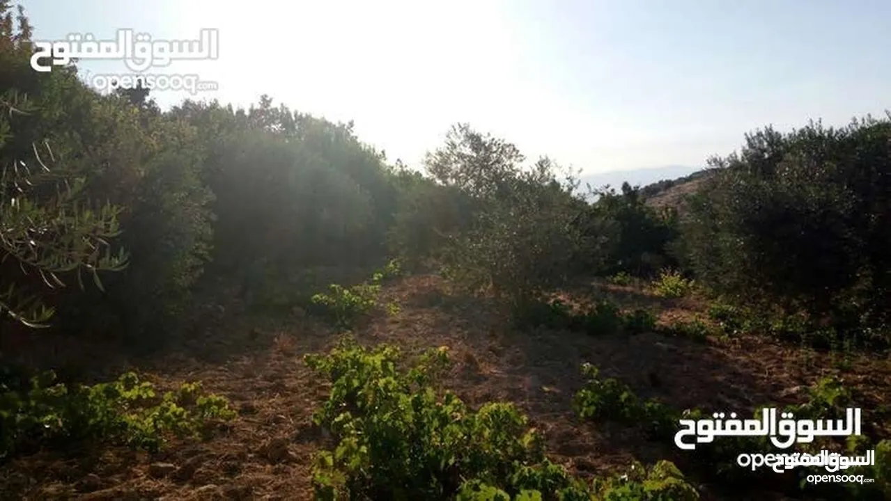 أرض استثماريه مميزه بجبال عجلون السياحيه
