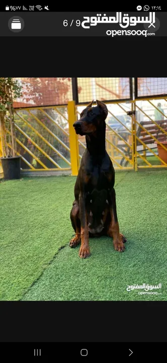 Dobermann male and female dogs