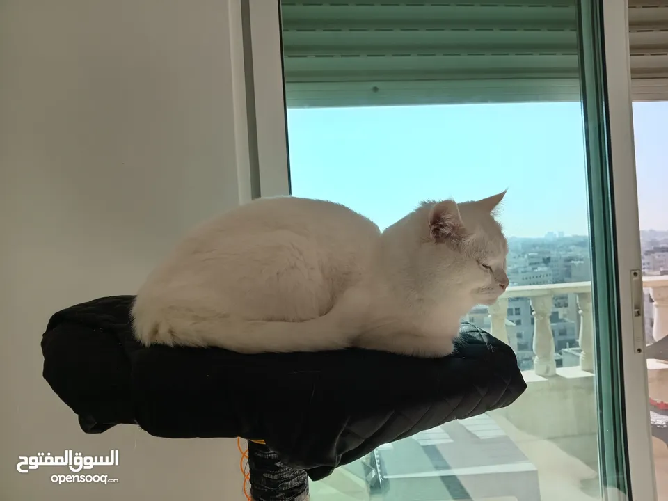Angora cat for sale