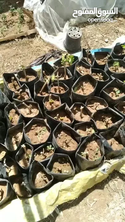 اشتال عنب للبيع