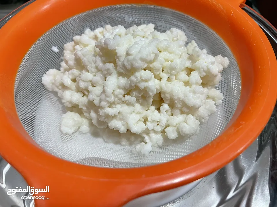 للبيع فطر هندي طازج ( كيفر / كفير )  Fresh Kefir grains for sale