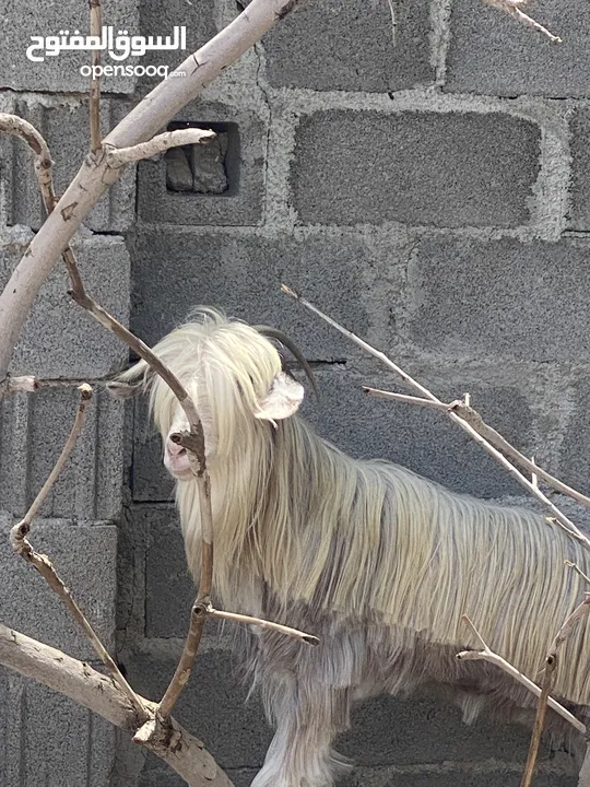 شاه حادر من حلال الرحوب