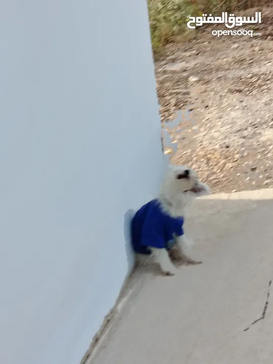 كلب زينه منزلي وجميل