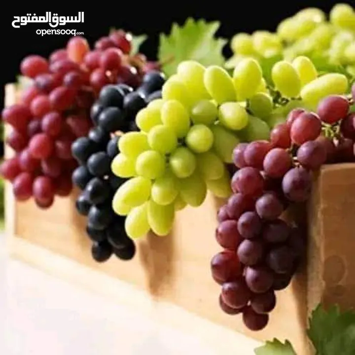 أشجار زينه أشجار مثمرة ورود بجميع الانواع توصيل لباب بيتك