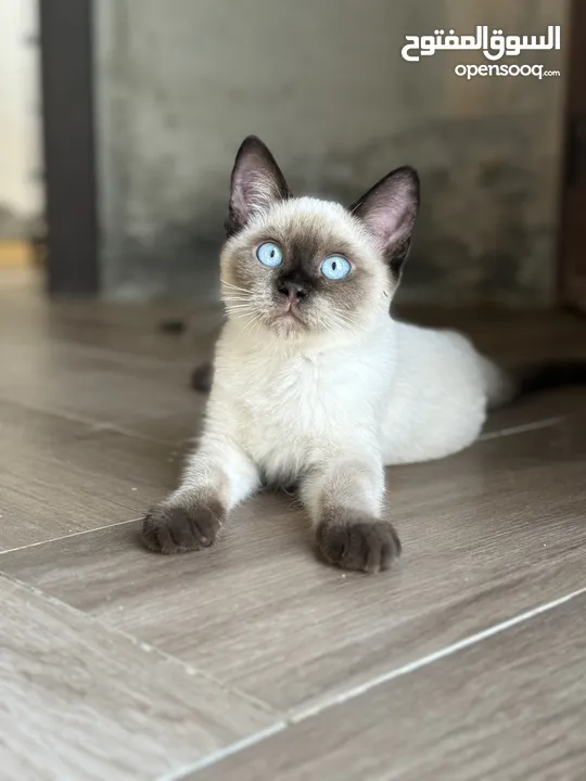 قط قطط سيامي    Siamese Kittens