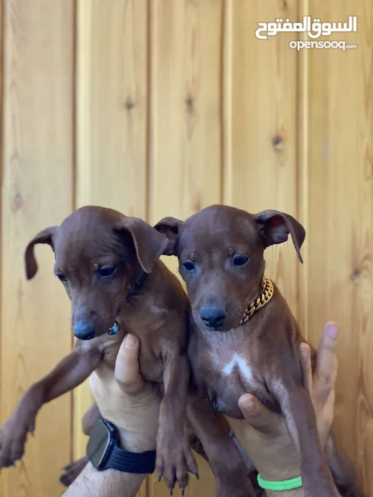 “للذوّاق فقط – Mini Pinscher بيور راقٍ ونادر