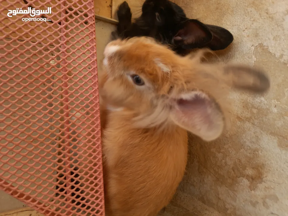 ارانب  lion head ذكور نوعهم راس الاسد Rabbits