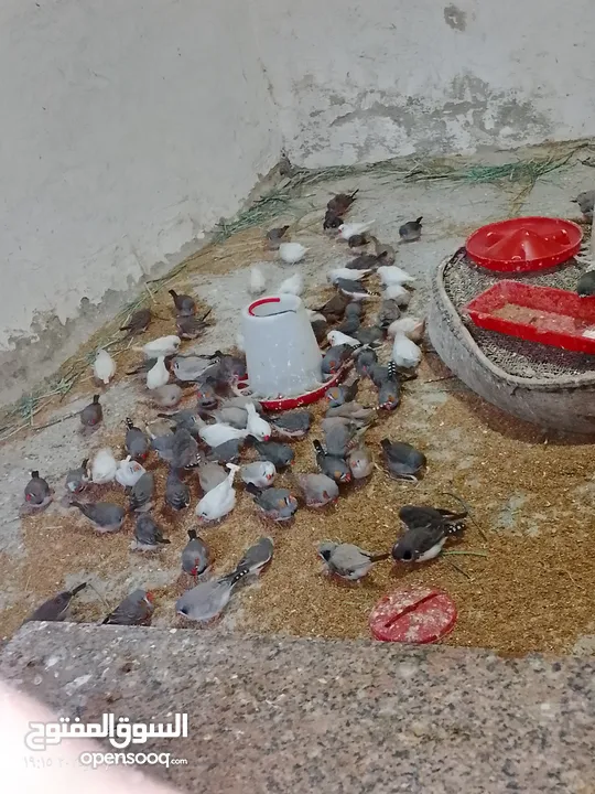 طيور جنه    27 حبه