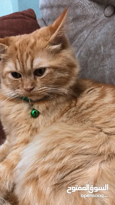 سكوتش مكس شيرازي