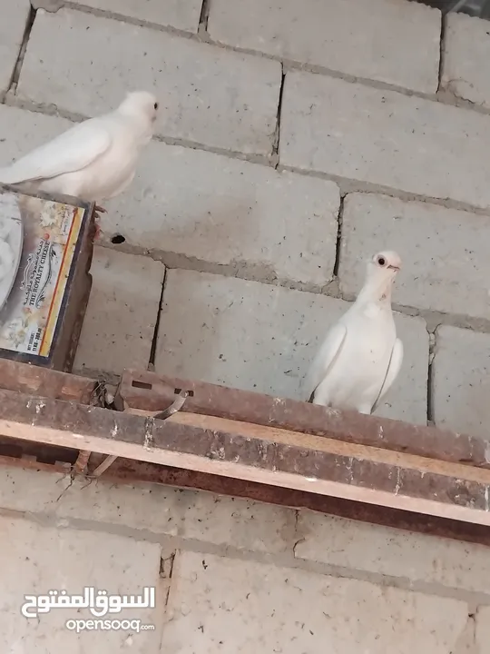 حمام نخب النخب  ثلاث جواز