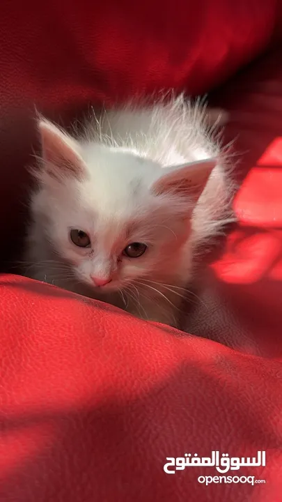 برتش مكس شيرازي