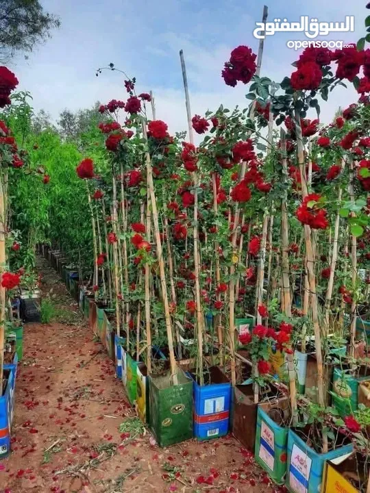 مشاتل الرويال لزراعه ومتابعه الاشجار