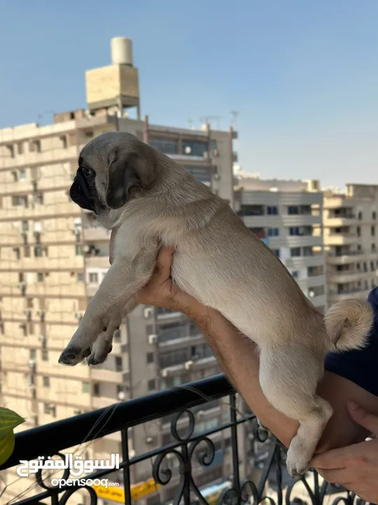 جراوي بج، pug puppies