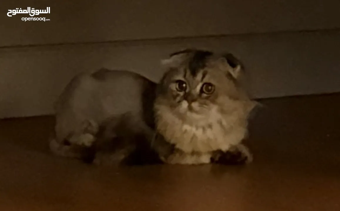قطط سكوتش فولد  Scottish fold