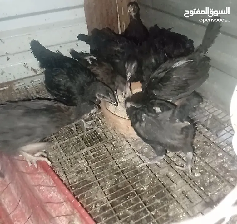 صوص اسباني العمر فوق الشهرين ونص