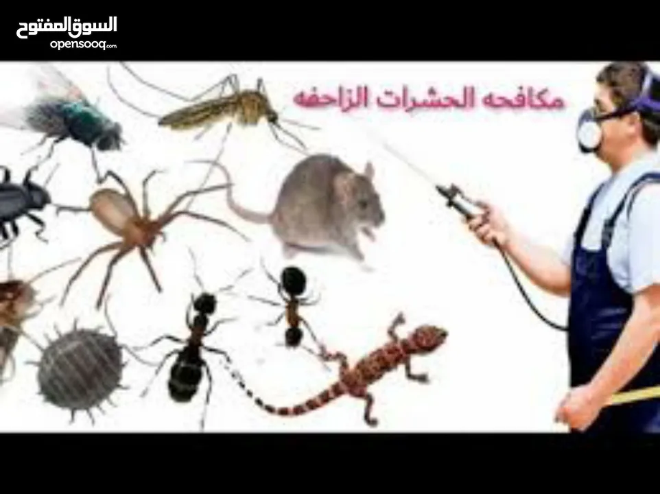 شركة الصفوة لمكافحة الحشرات (الكتن والقمل والصراصير والارضة والفئران