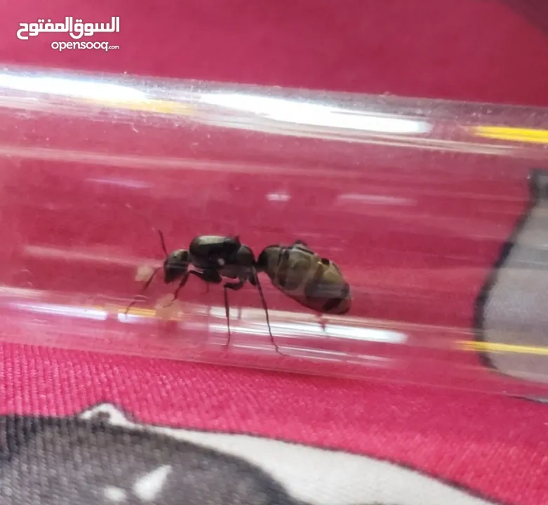 ملكة نمل ( camponotus parius )