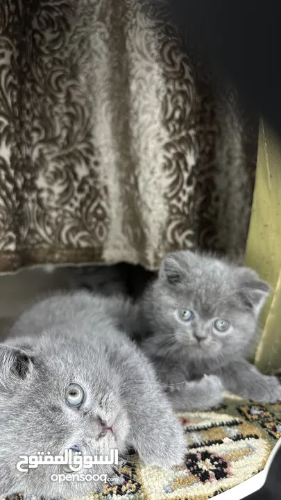 “Luxury Scottish Fold & Straight Kittens – Trained Playful & Irresistible!” كتنز سكوتش ملوكين