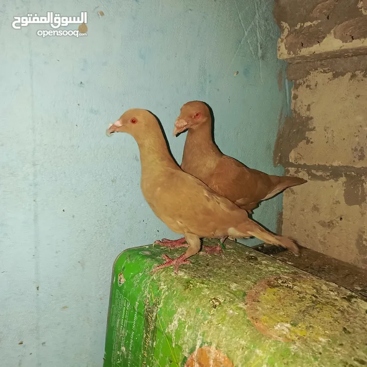 حمام زق لناس الغانمه