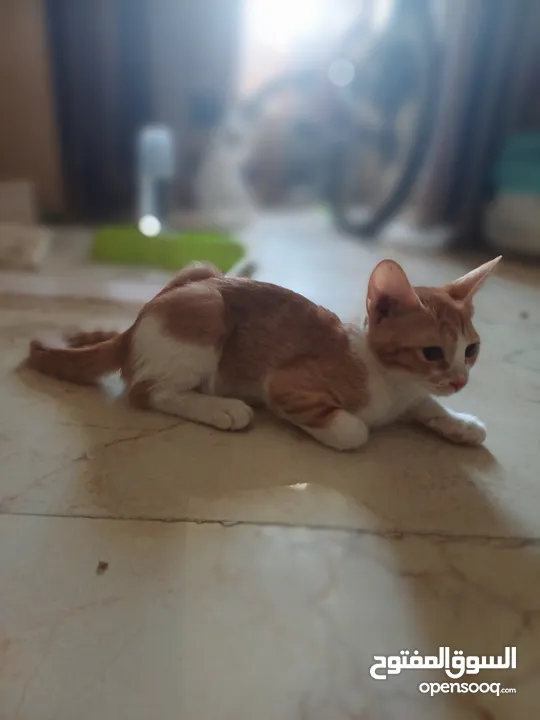 Little orange cat  قط برتقالي صغير