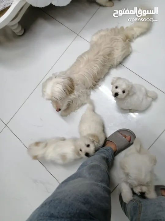 انثى فرنش تيرير عمر شهرين   puppy 2-months female - French Terrier