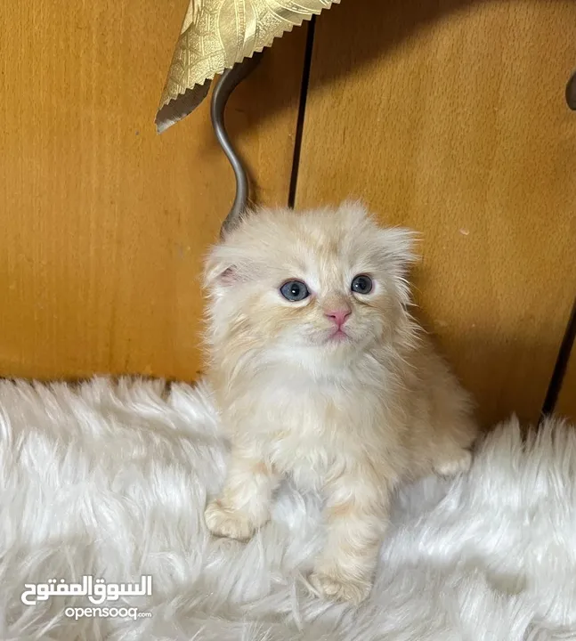 قطط سكوتش فولد بسعر مناسب للجميع